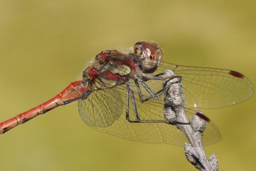 Réf. 219 091 : Sympetrum striolatum